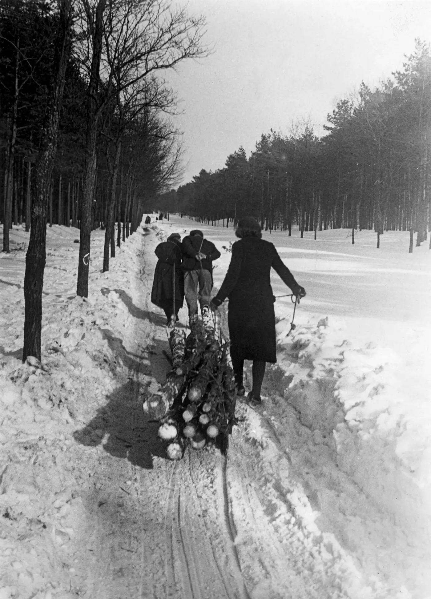Apeldoorners slepen brandhout het bos uit, eind februari 1942. Toen verliep dit nog wel ordelijk (foto Henk Valks / Spaarnestad Photo)