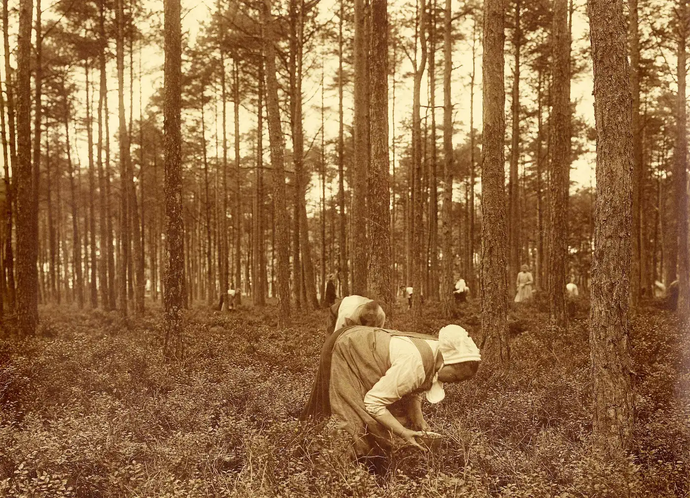 Richard Tepe: 'Boschbessenpluk', ca. 1920