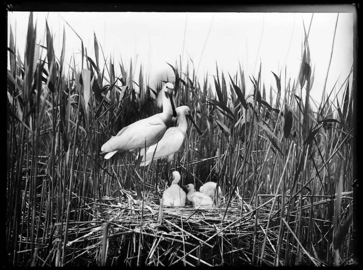De iconische natuurfoto van Tepe die is opgenomen in de eregalerij van het Nederlands Fotomuseum: Lepelaars op het Naardermeer, 1906 (collectie Nederlands Fotomuseum)