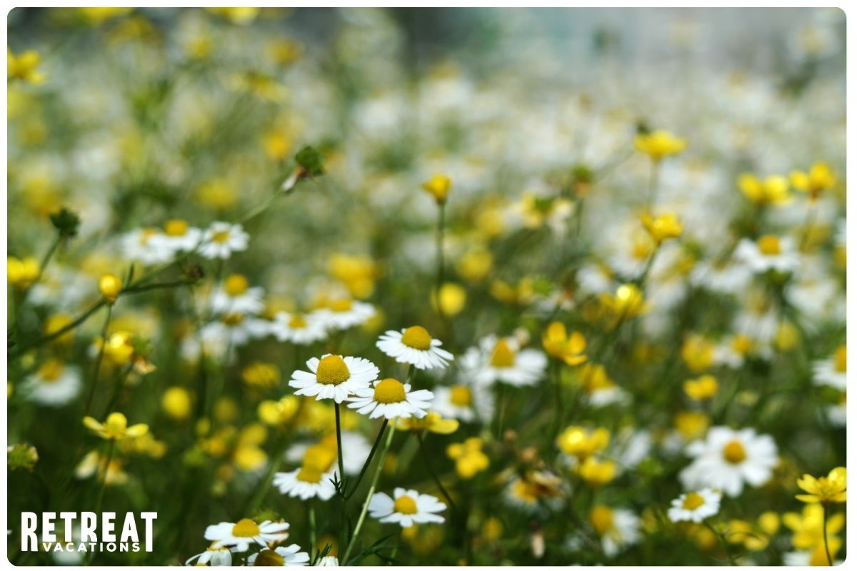 Beautiful white and yellow flowers in full bloom, creating a cheerful and bright display in a sunny garden setting during summer.