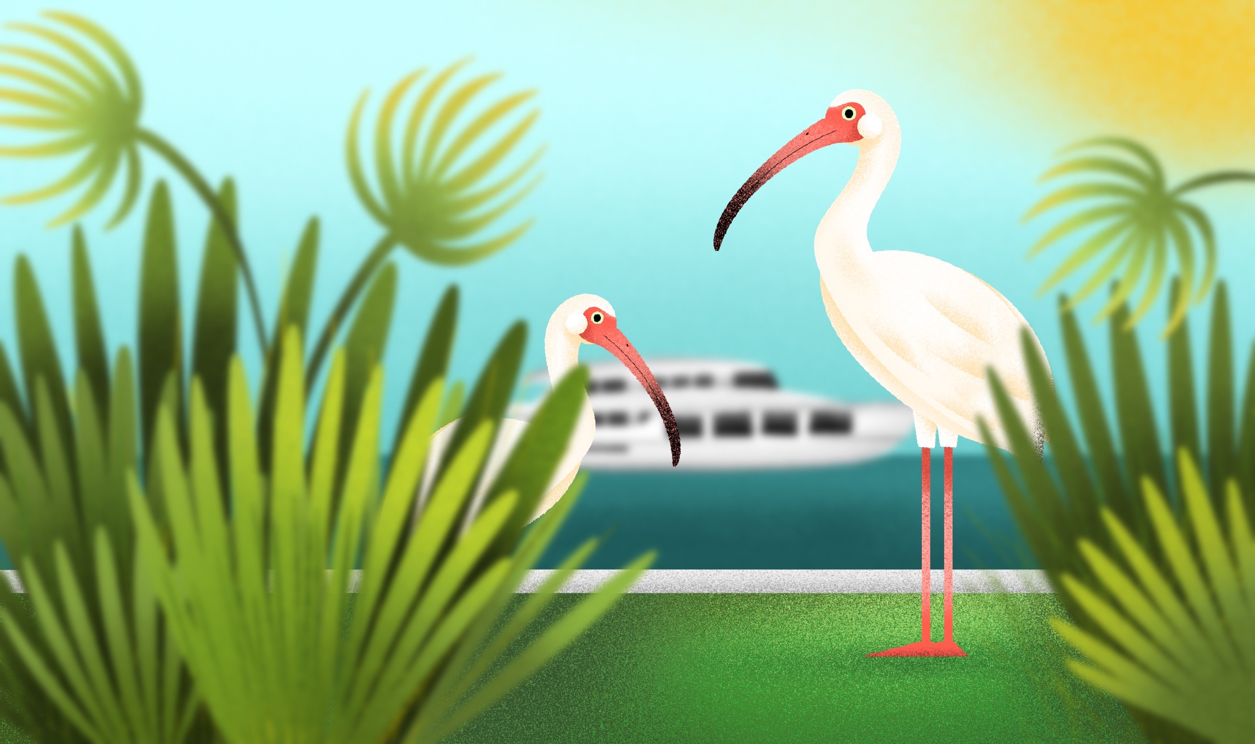 The Palm Beach Marina's Birdwatcher’s Guide | Town of Palm Beach Marina blog