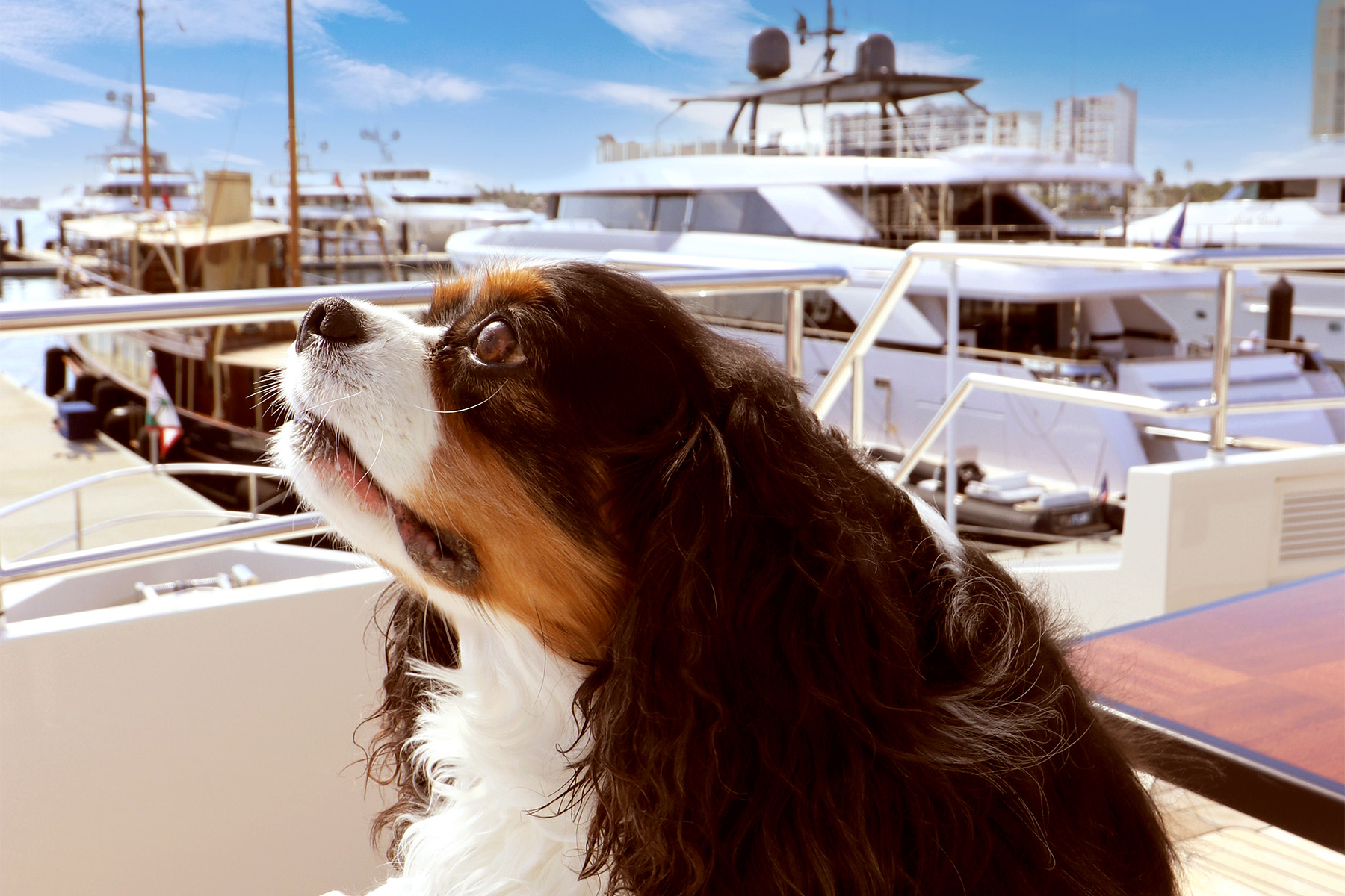 Palm Beach Marina's Pet Friendly Paradise | Town of Palm Beach Marina blog