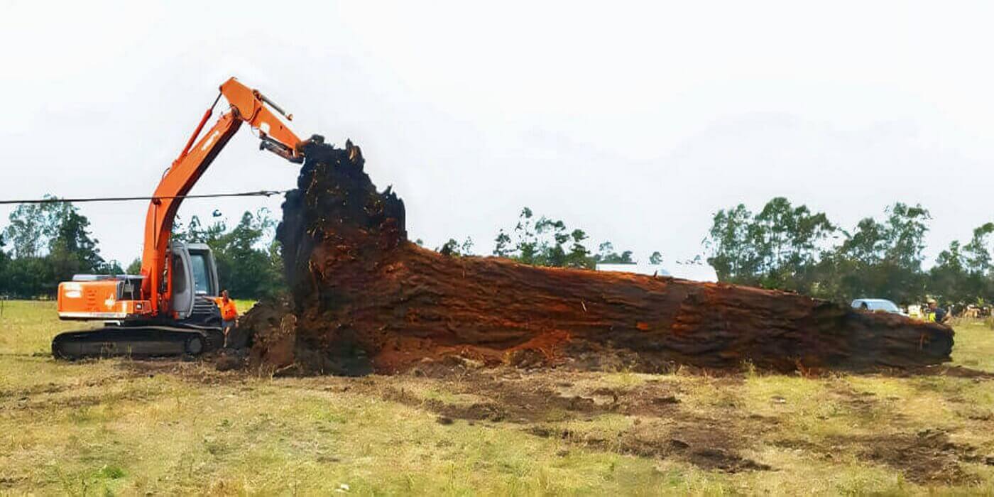 A massive, millennia-old kauri tree in New Zealand, a rare natural material used for fine tables and high-quality furniture