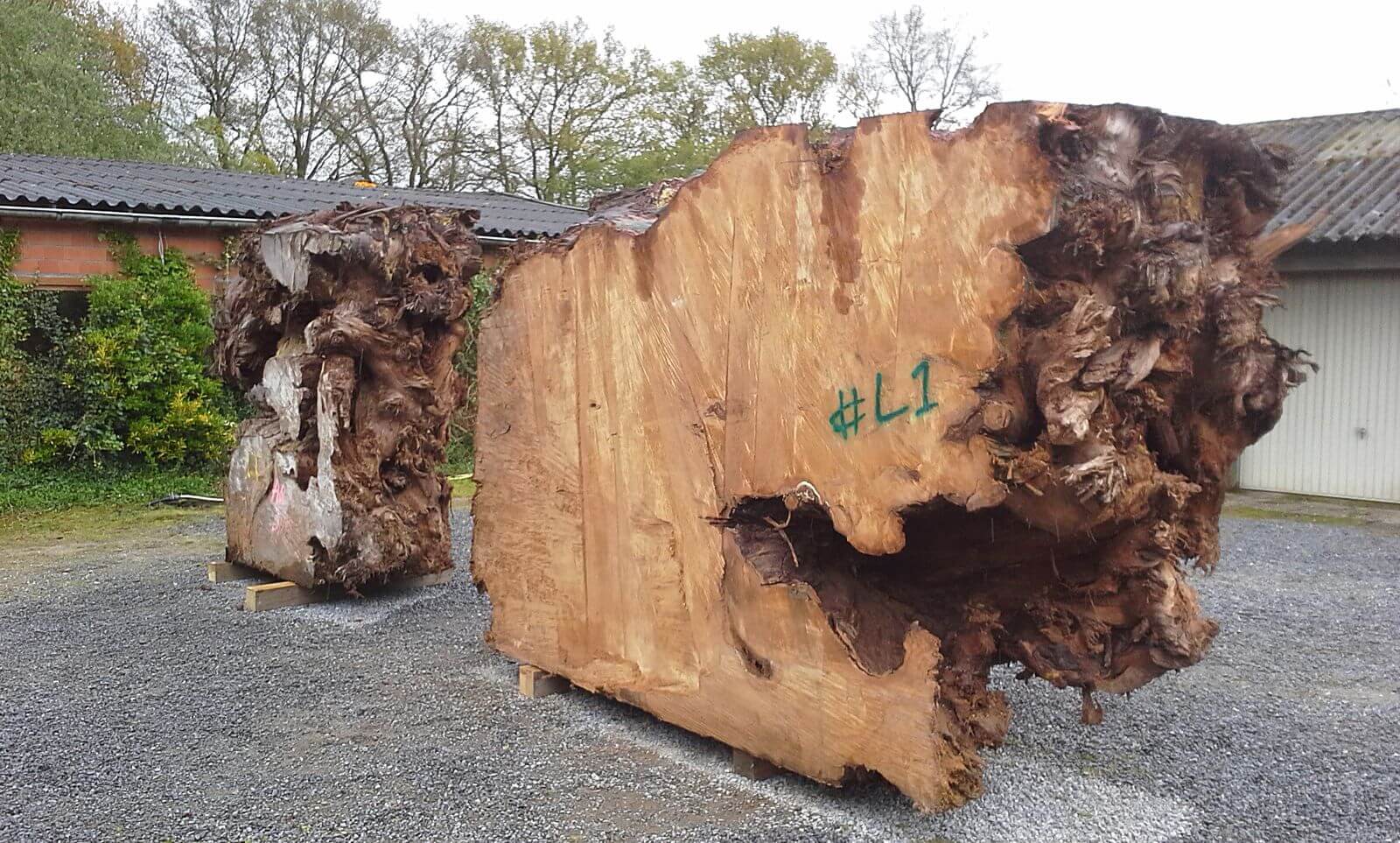 Grandes racines de kauri provenant de bois de kauri millénaire de Nouvelle-Zélande pour des plateaux de table uniques