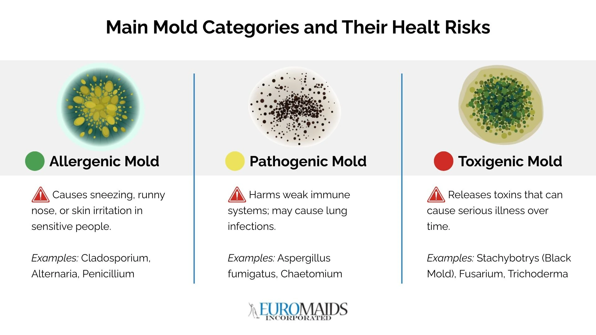 Types of mold in homes: Main categories and their risks