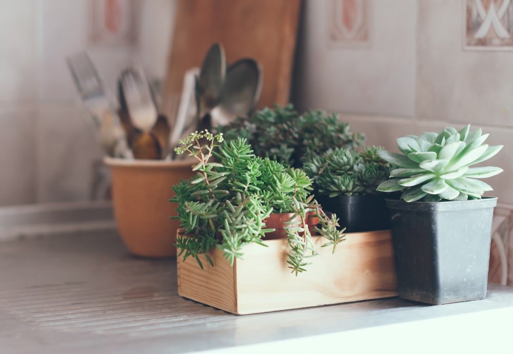 Plants to Improve Your Home