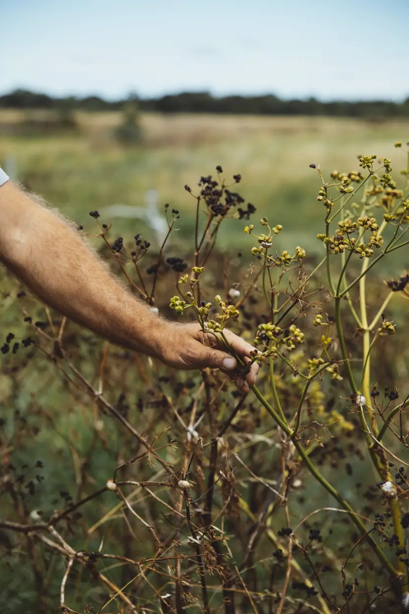 Main récoltant des plantes botaniques dans un champ en France pour le gin Anaë