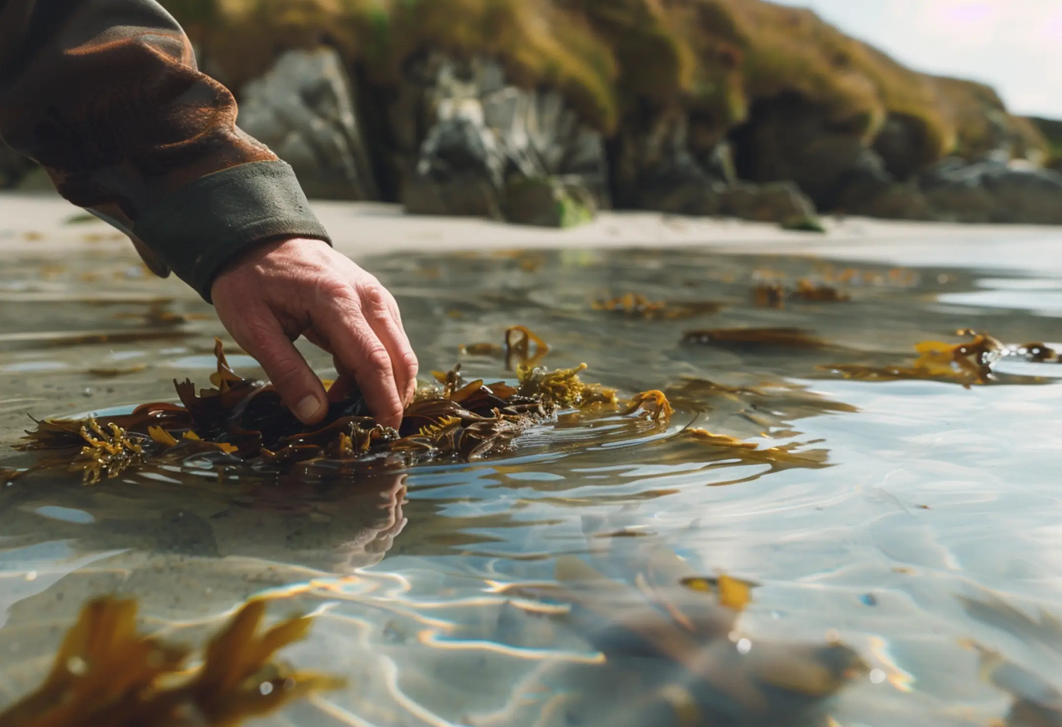 Récolte d’algues dulse marine sur le littoral breton, ingrédient du gin Anaë