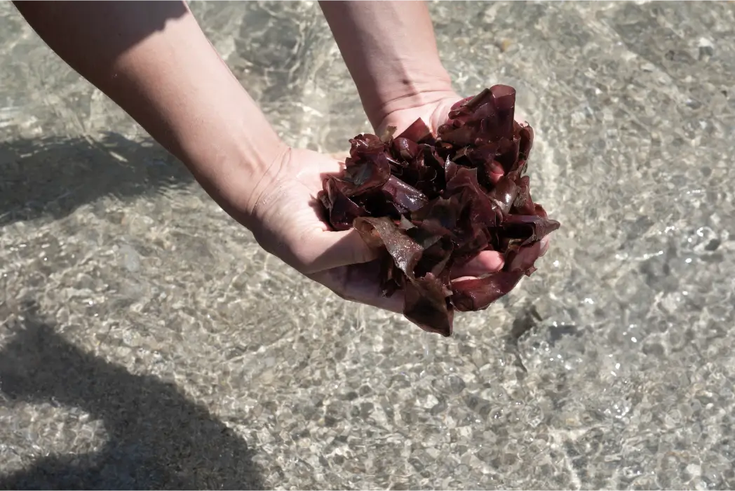 Algue dulse récoltée à la main, ingrédient botanique du gin Anaë