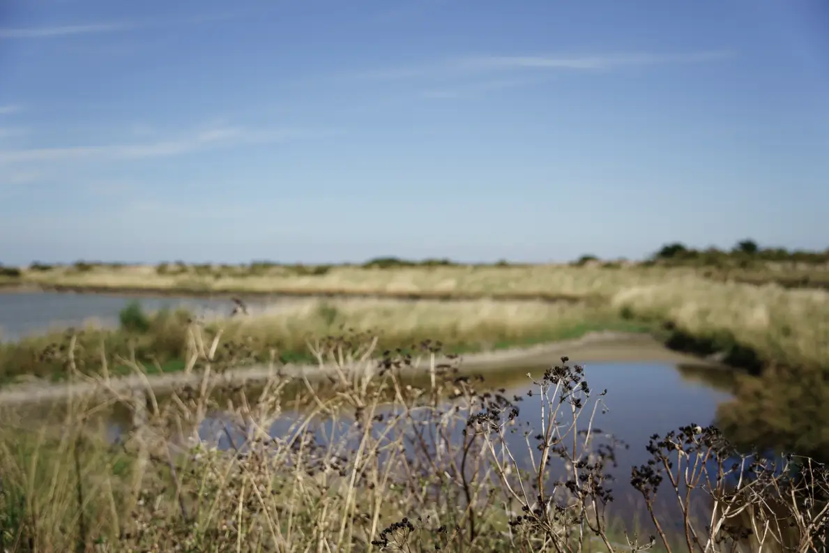 Paysage de marais salant avec plantes botaniques sur l’île de Ré, terroir du gin Anaë