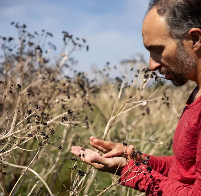 Producteur récoltant le maceron d'Île de Ré utilisé pour le gin Anaë 