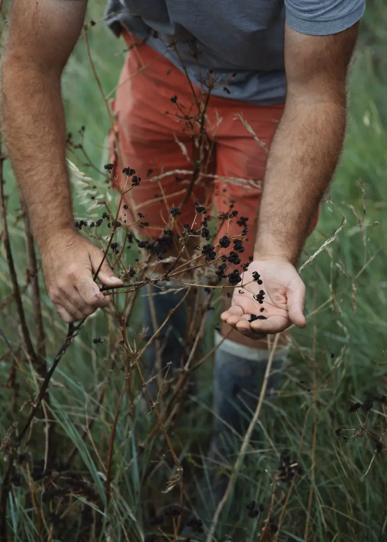 Récolte artisanale de maceron, plante botanique utilisée pour le gin Anaë bio