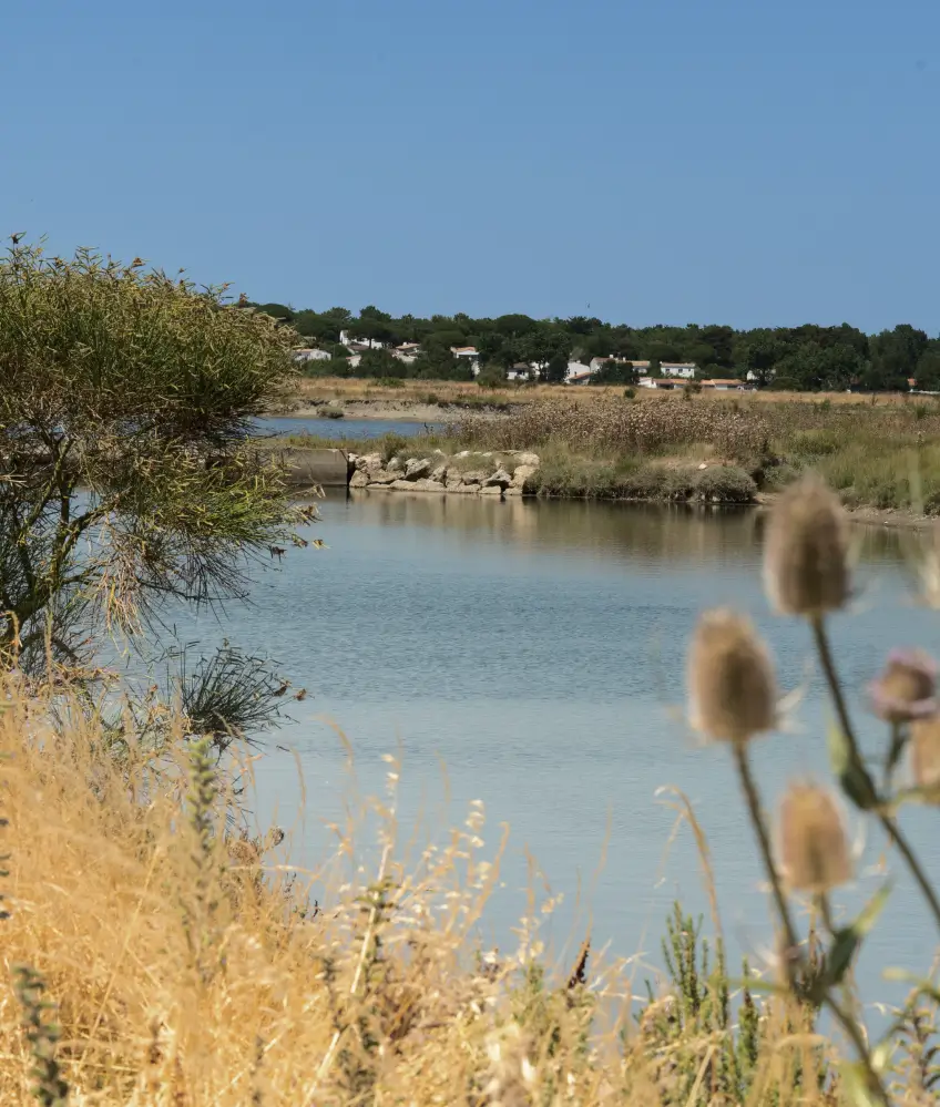 Paysage naturel de l’île de Ré au bord de l’eau, source d’inspiration pour le gin Anaë bio