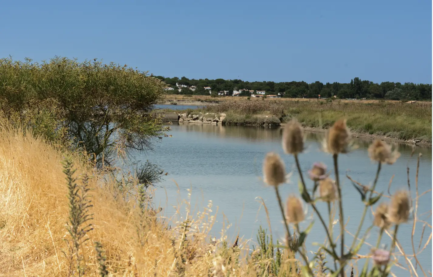 Paysage naturel au bord de l’eau sur l’île de Ré, source d’inspiration du gin Anaë