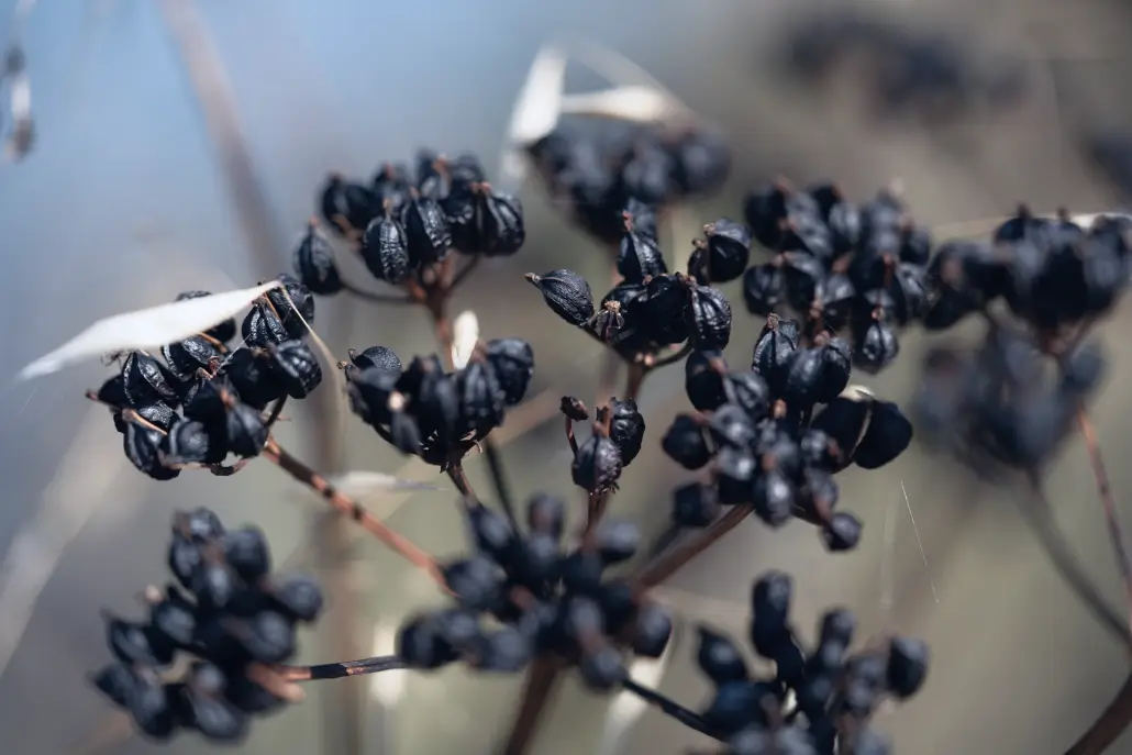 Graine de maceron, plante botanique utilisée dans l’élaboration du gin Anaë
