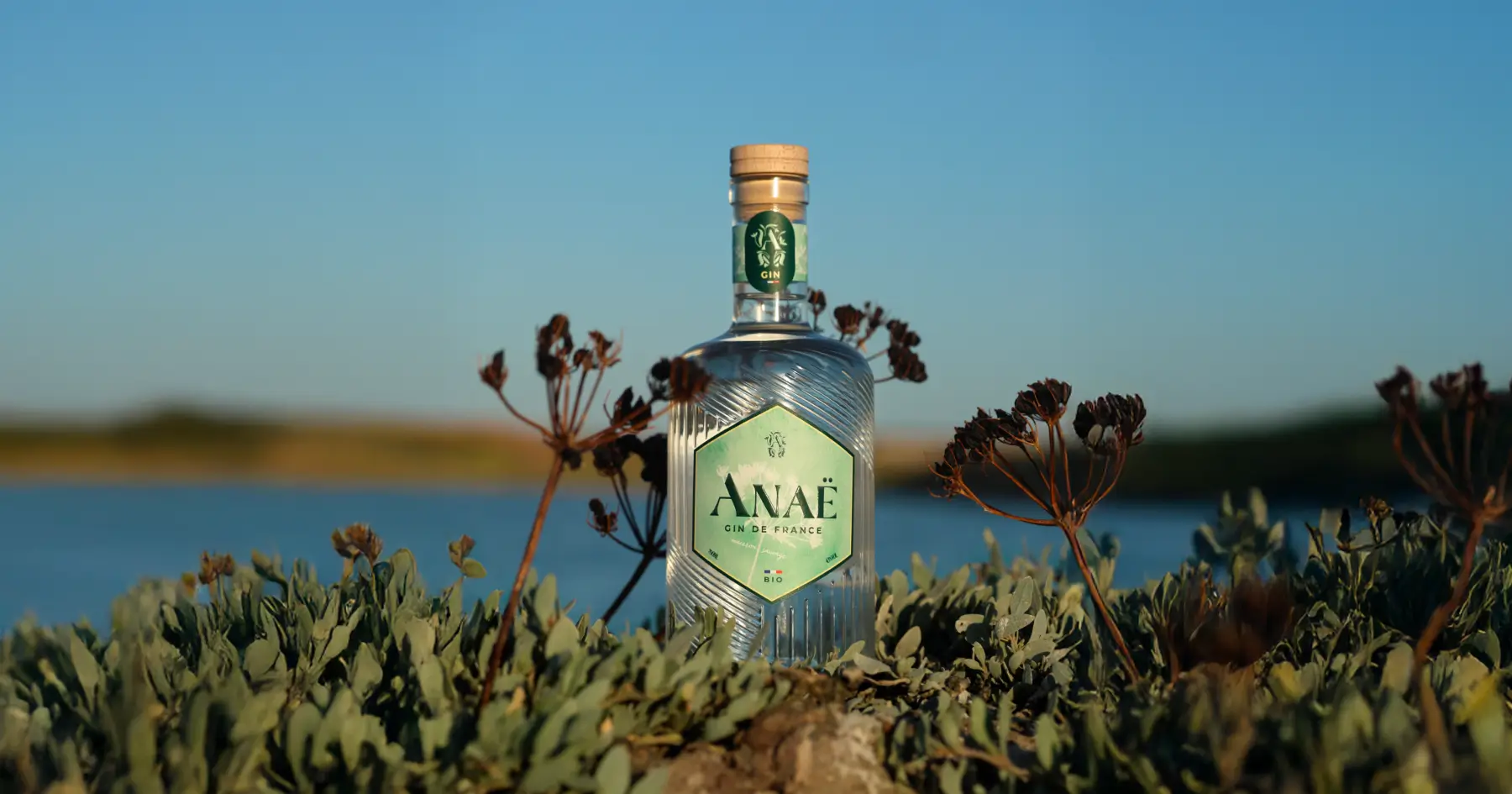 Bouteille de gin Anaë bio posée dans la nature sur l’île de Ré