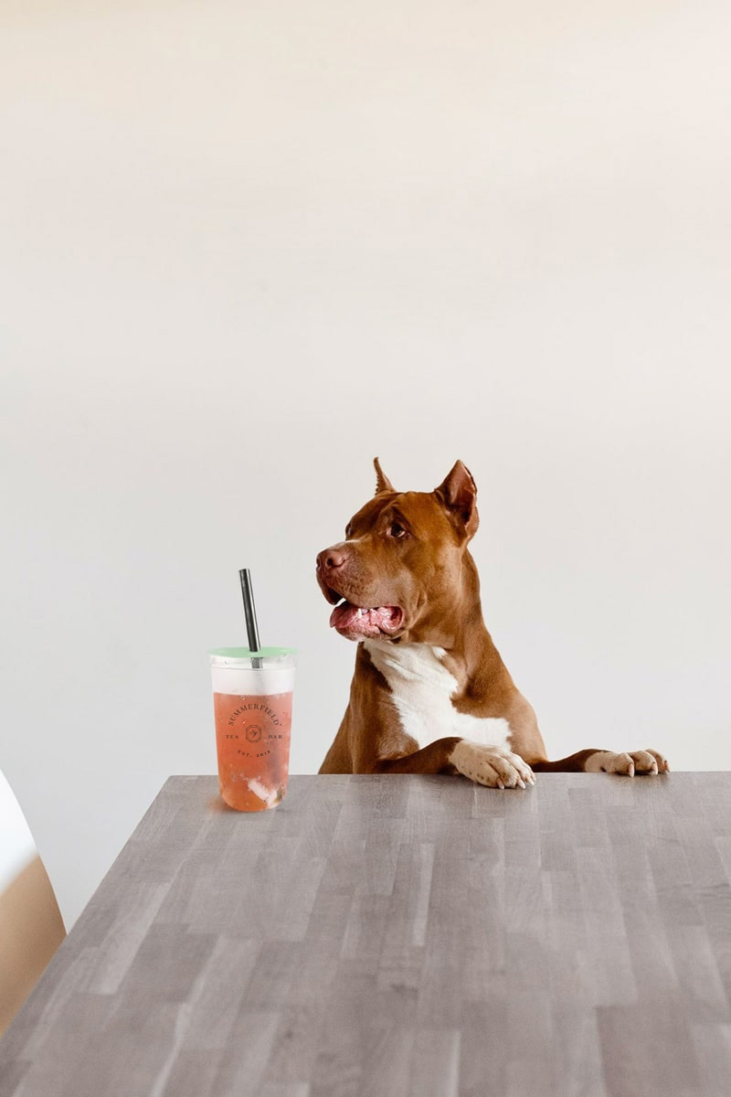 We are pet friendly
