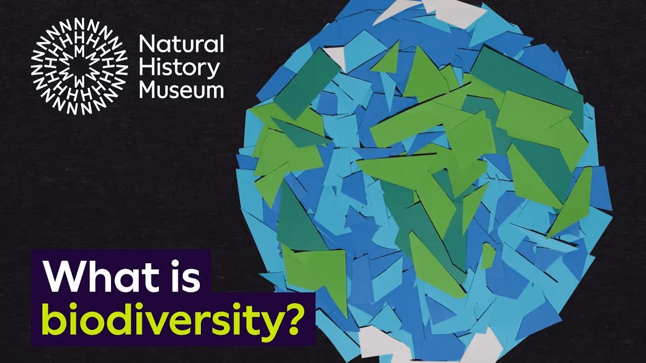 Pieces of Blue and Green paper making up a representation of the world with the title 'What is Biodiversity?'