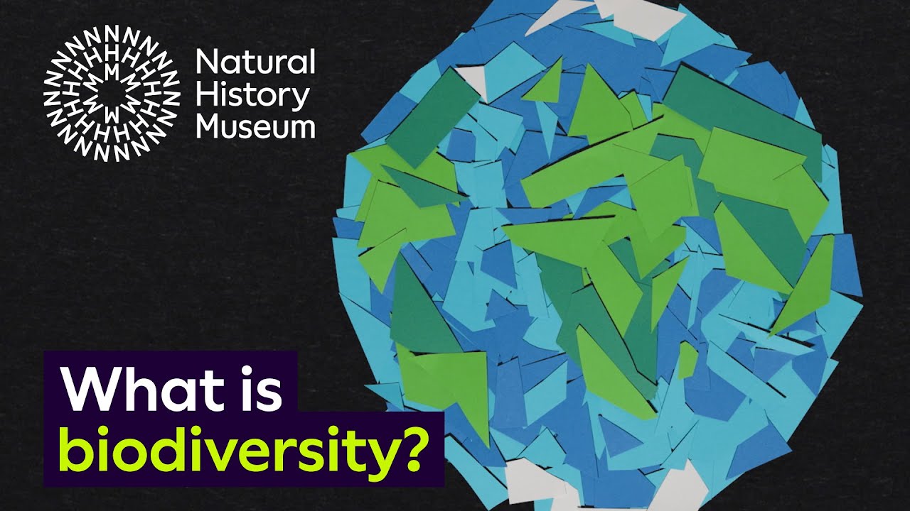 Pieces of Blue and Green paper making up a representation of the world with the title 'What is Biodiversity?'