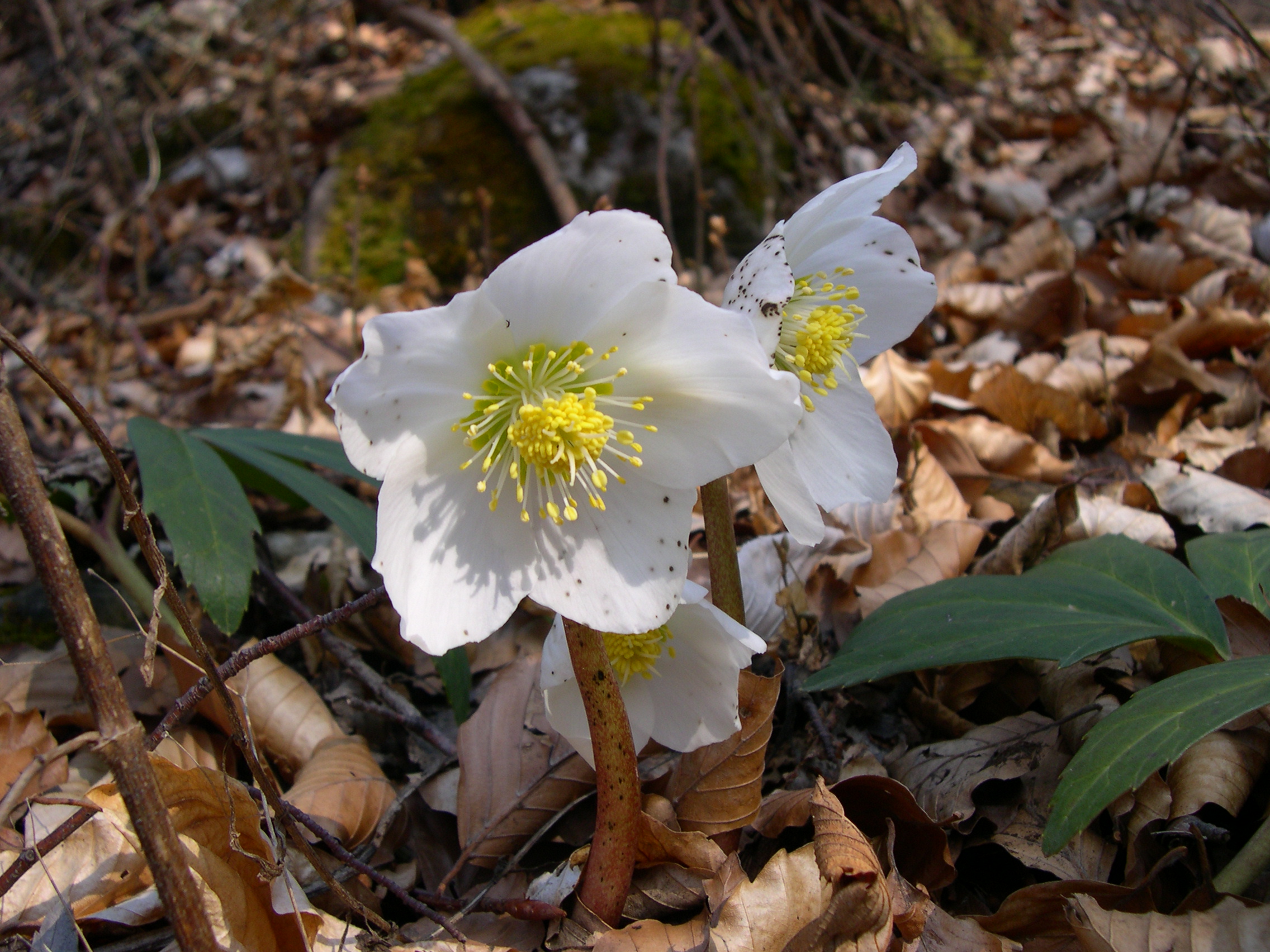 Black hellebore (Helleborus niger) in flower