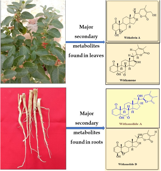 Withania somnifera - an overview | ScienceDirect Topics