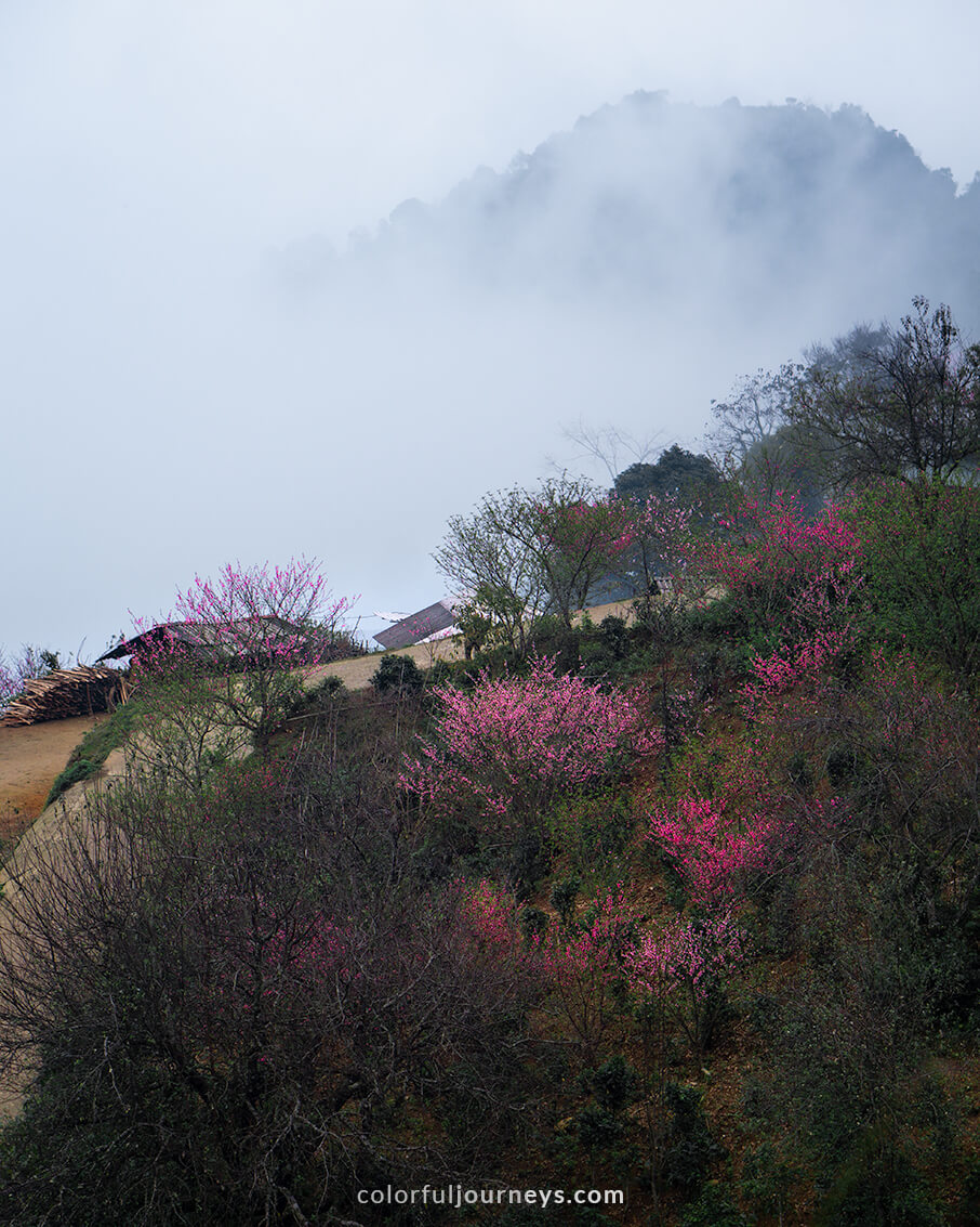 Colorful peach trees in Northern Vietnam