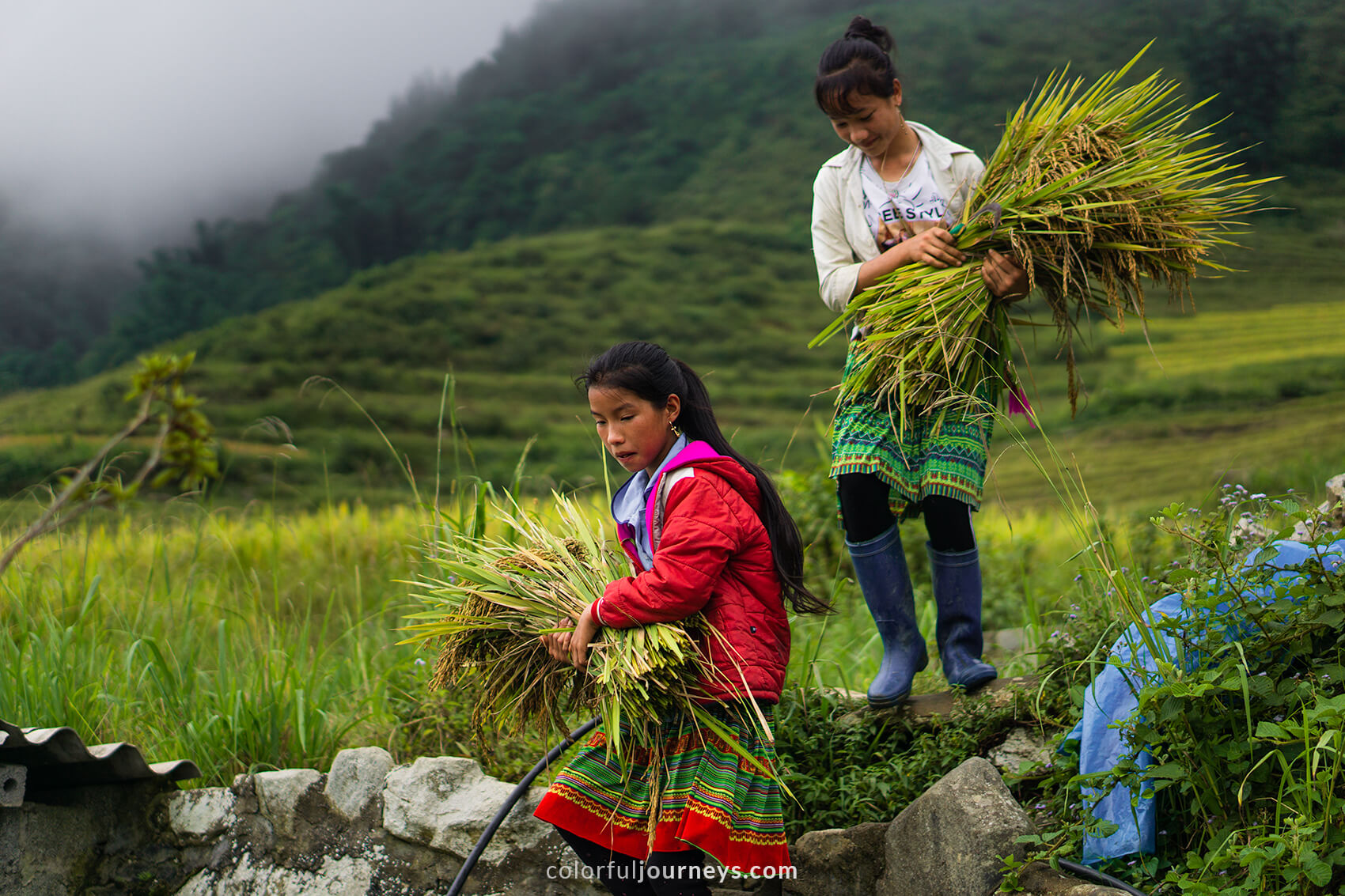 Women harvest rice in Northern Vietnam.