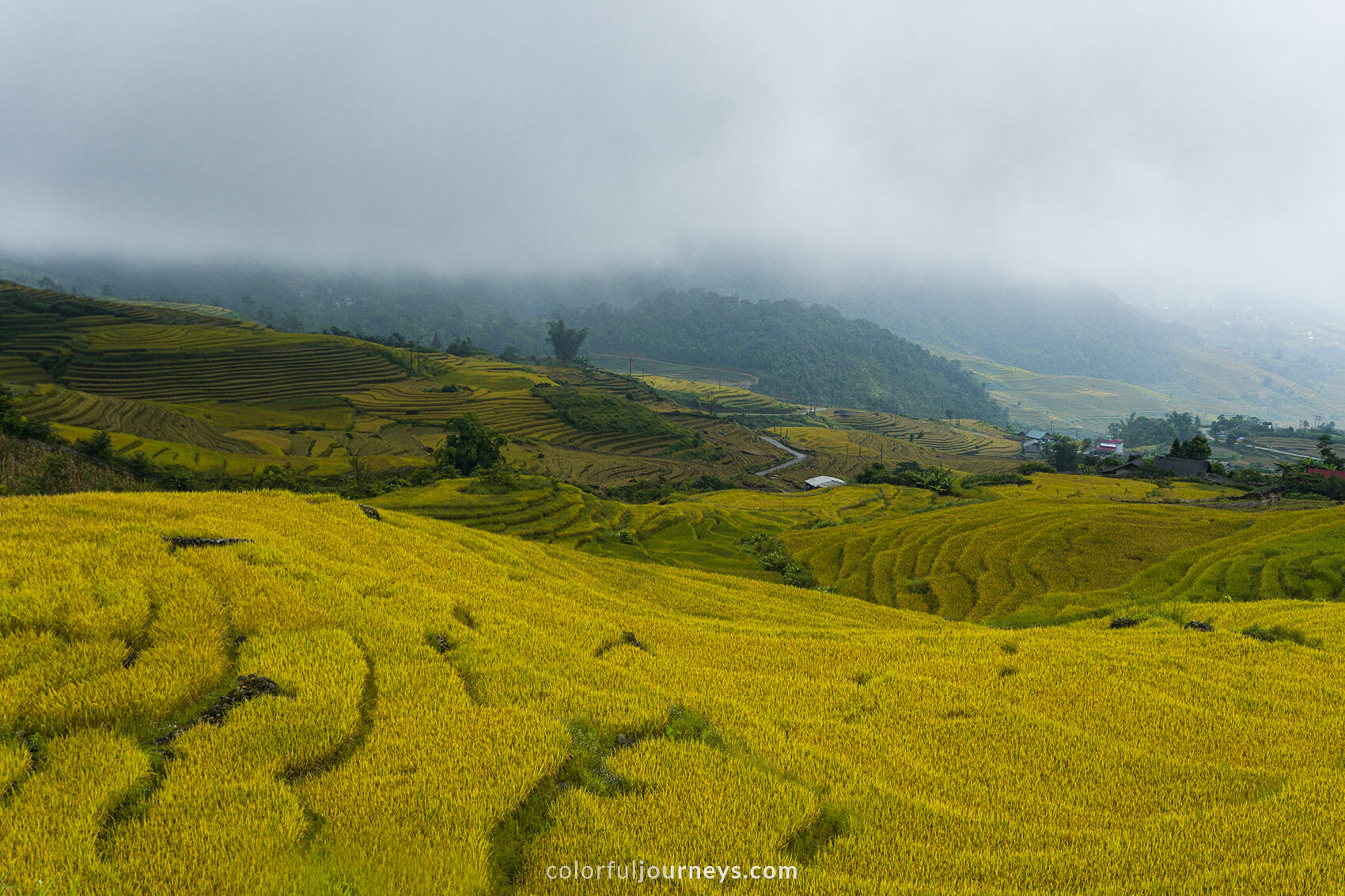 Golden rice-fields in Northern Vietnam 