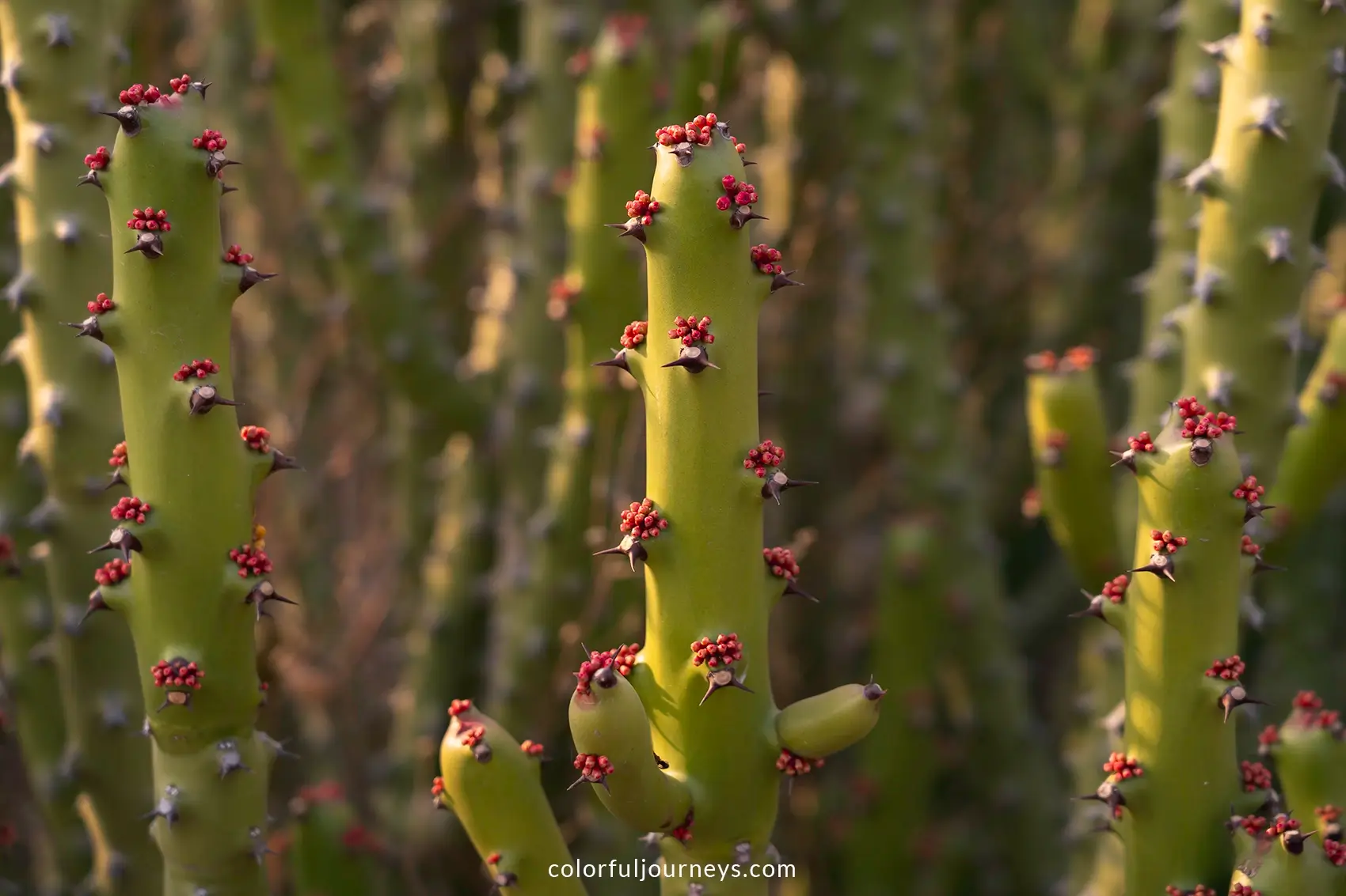 A tall, cactus-like succulent bursting with tiny red blossoms
