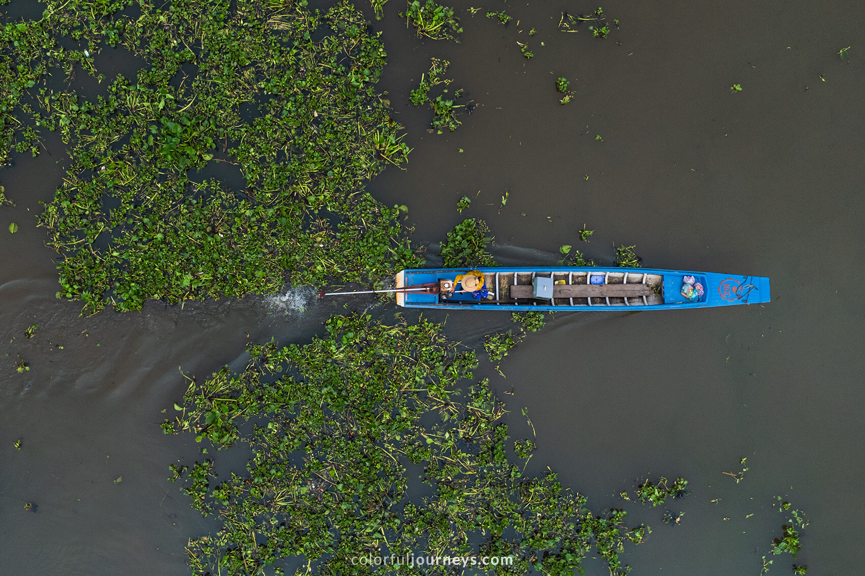 Top down view of a blue boat passing through water-plants.