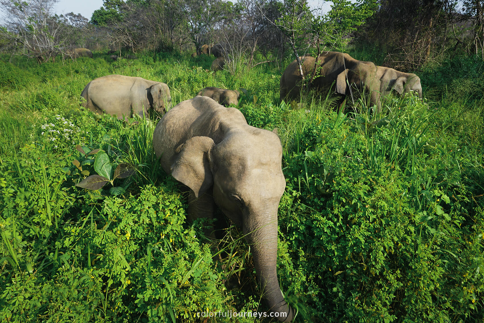 A herd of elephants is seen grazing in Minneriya National Park, Sri Lanka