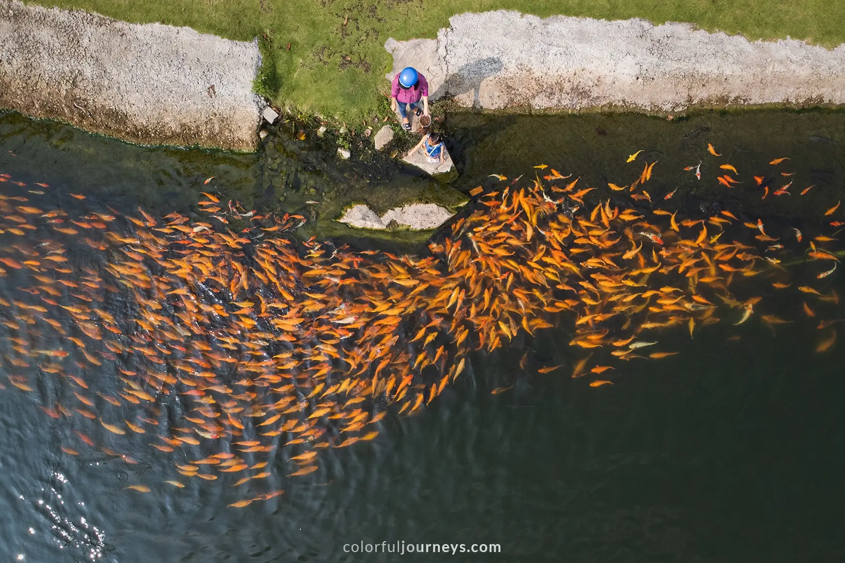 Golden khoi fish seen from above at Truc Lam Zen Monastery 