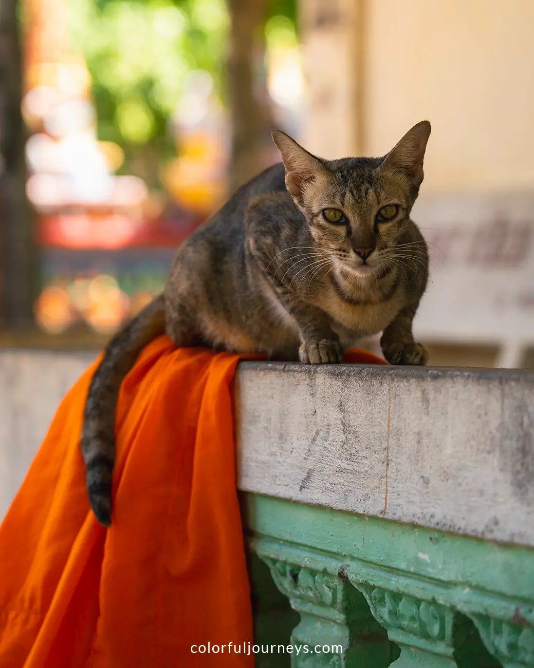 A cat sitting on a monk robe at Chua Hang temple, Tra Vinh