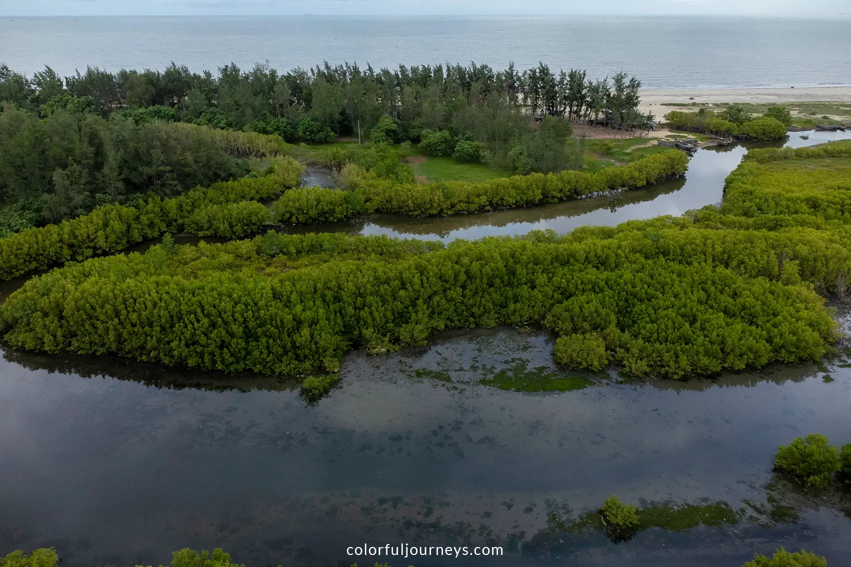 Mangroves along the coast of Vung Tau, Vietnam