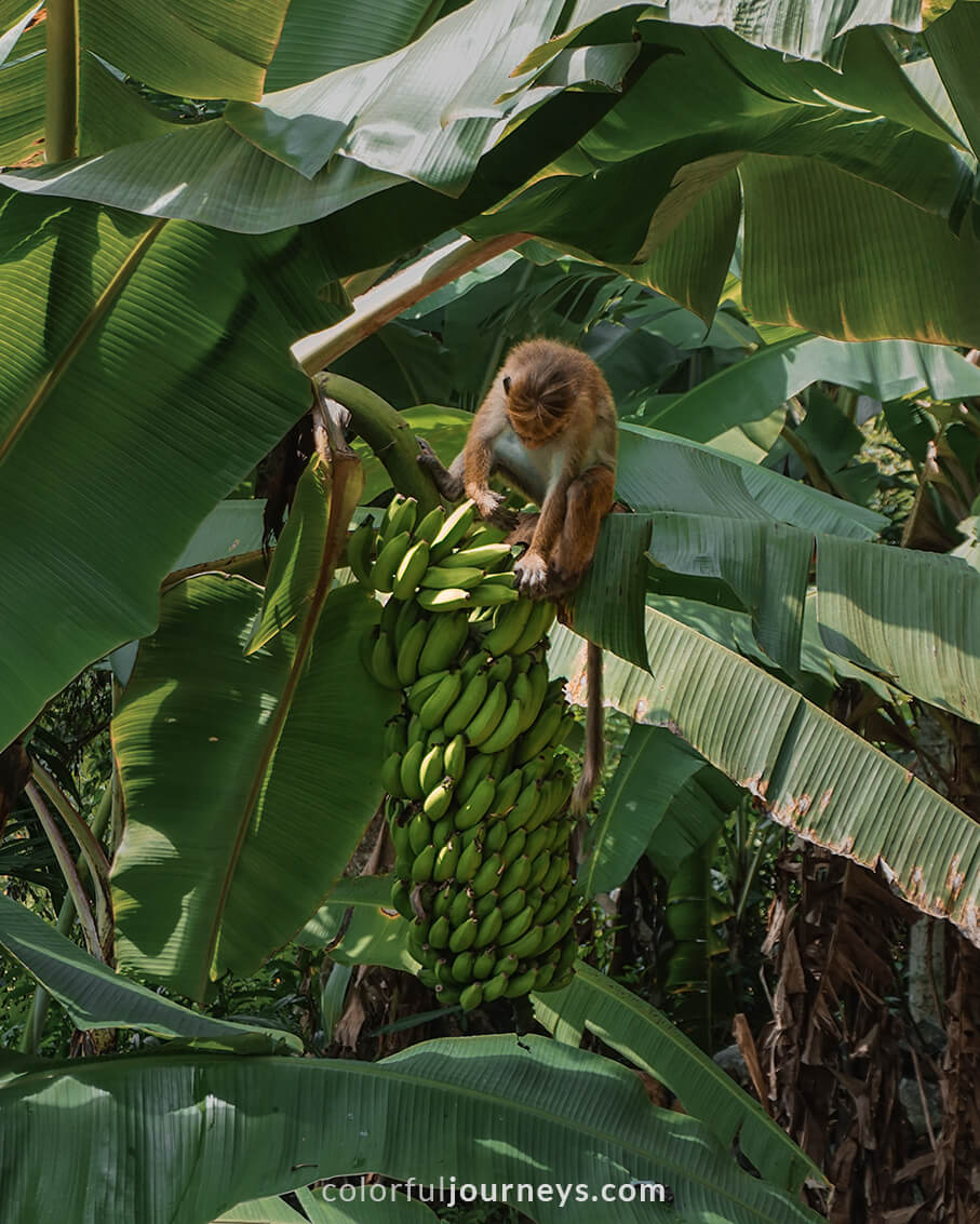 A monkey tries to grab a banana on a tree.