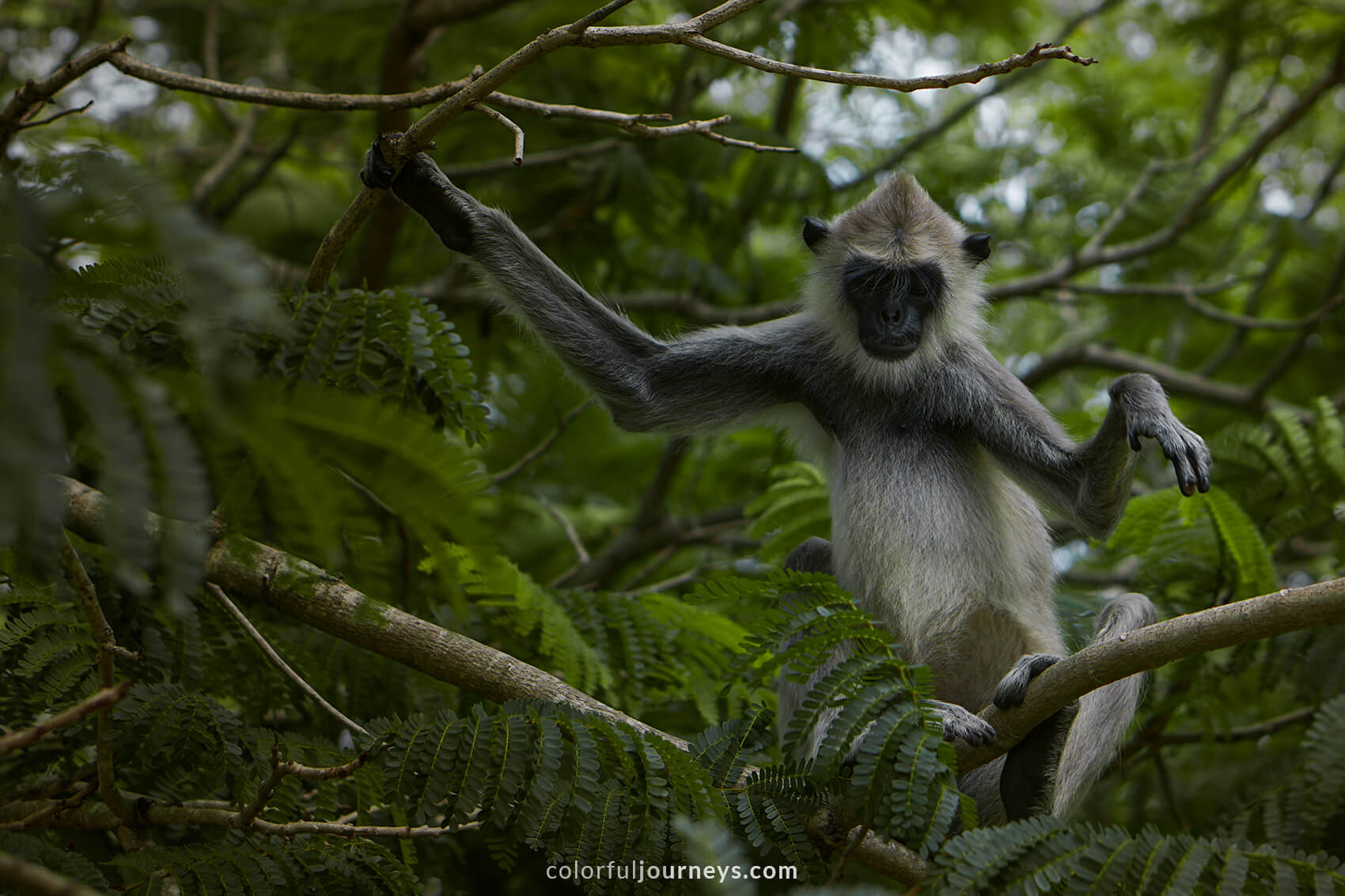 A Purple Faced Langur sits in a tree.  
