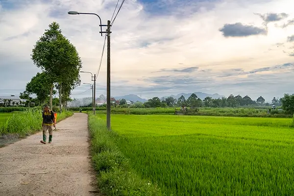 Green rice paddies near Quang Ngai, Vietnam