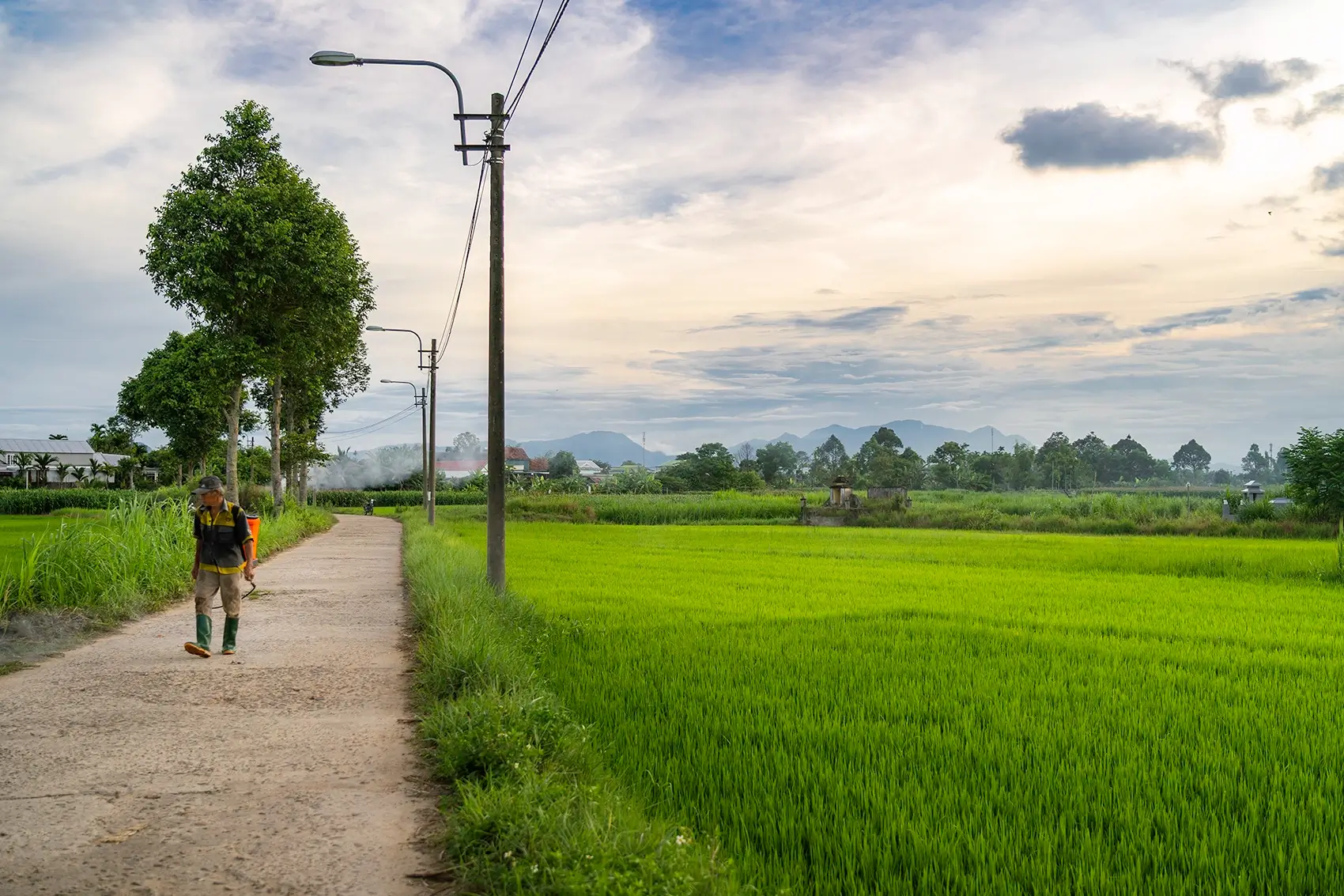 Green rice paddies near Quang Ngai, Vietnam