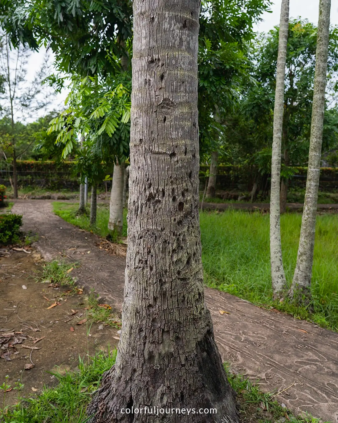 Coconut trees with bullet holes at the Son My Memorial in Quang Ngai, Vietnam