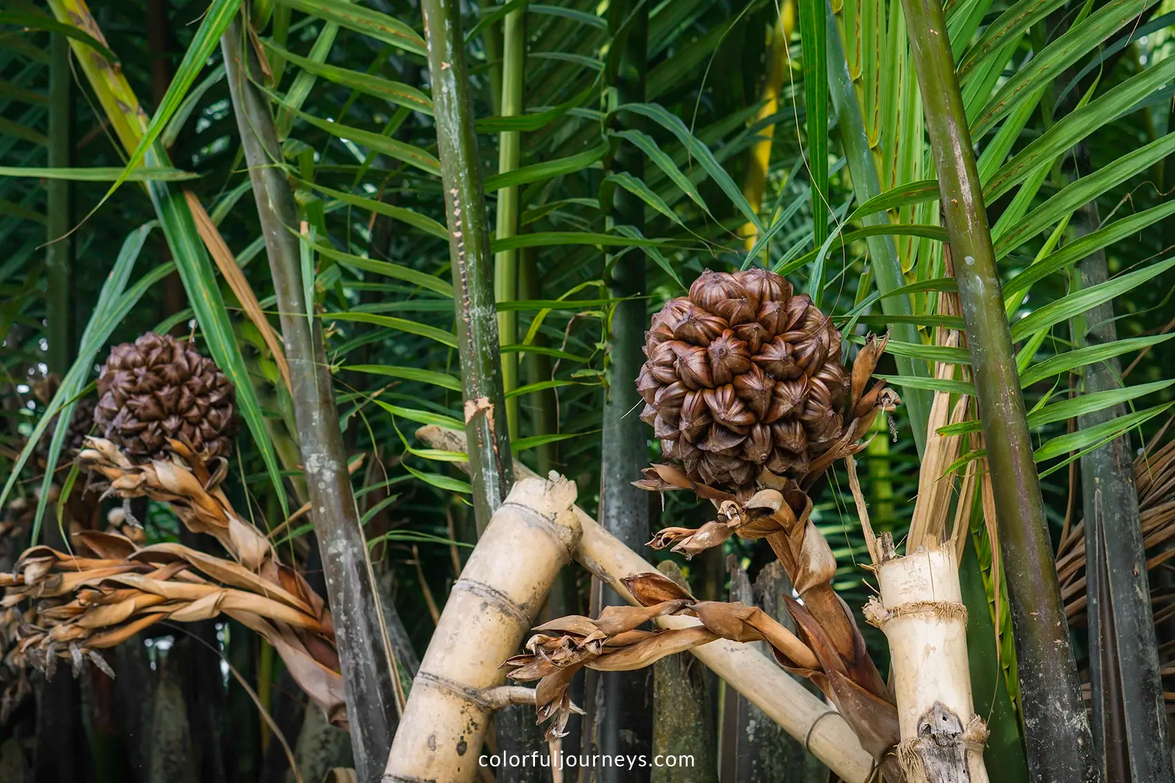 Water coconuts at Colorful boats at Tinh Khe Nipa Palm Forest in Quang Ngai, Vietnam