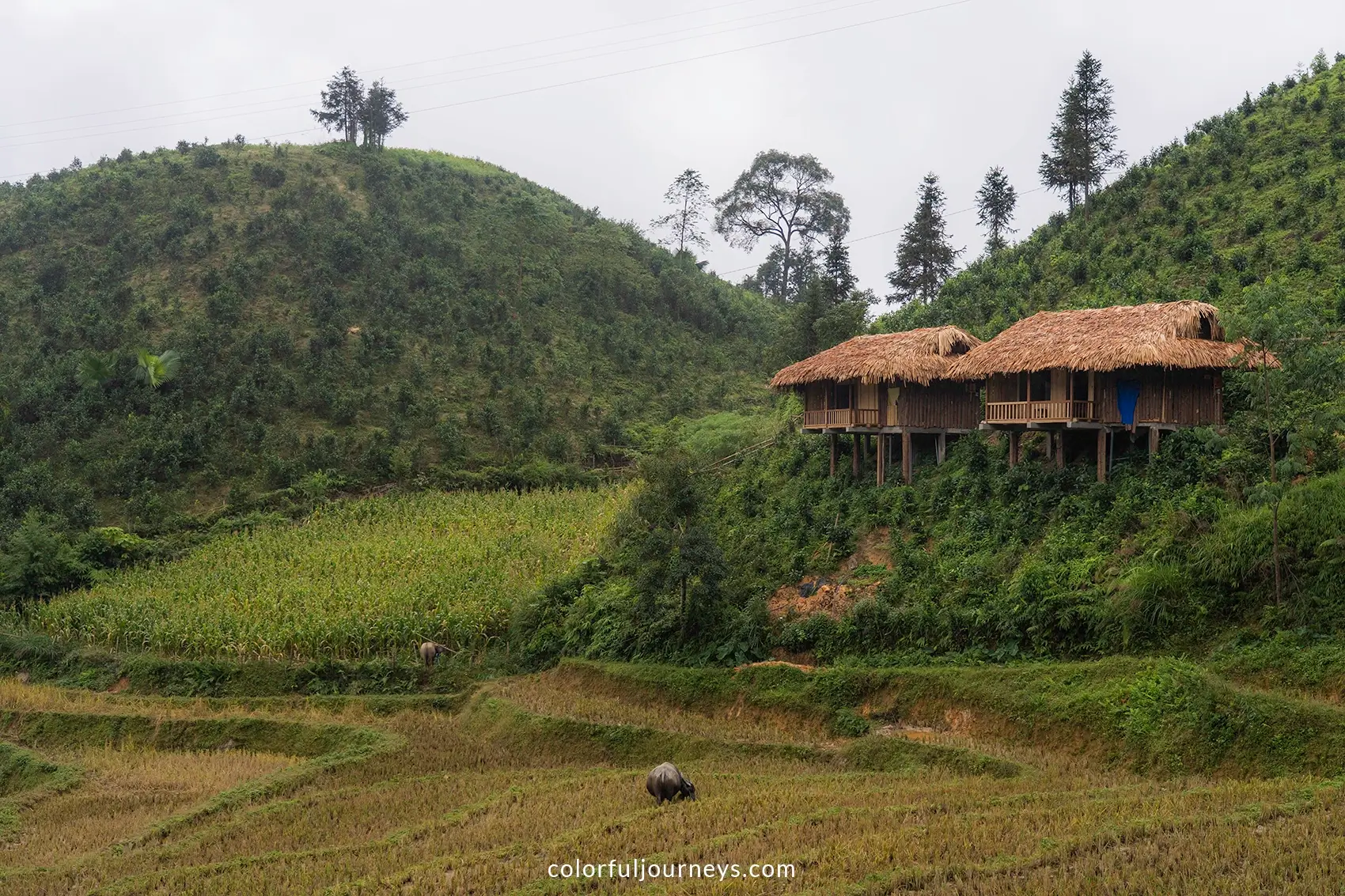 Wooden bungalows surrounded by ricefields in Ban Lien, Vietnam
