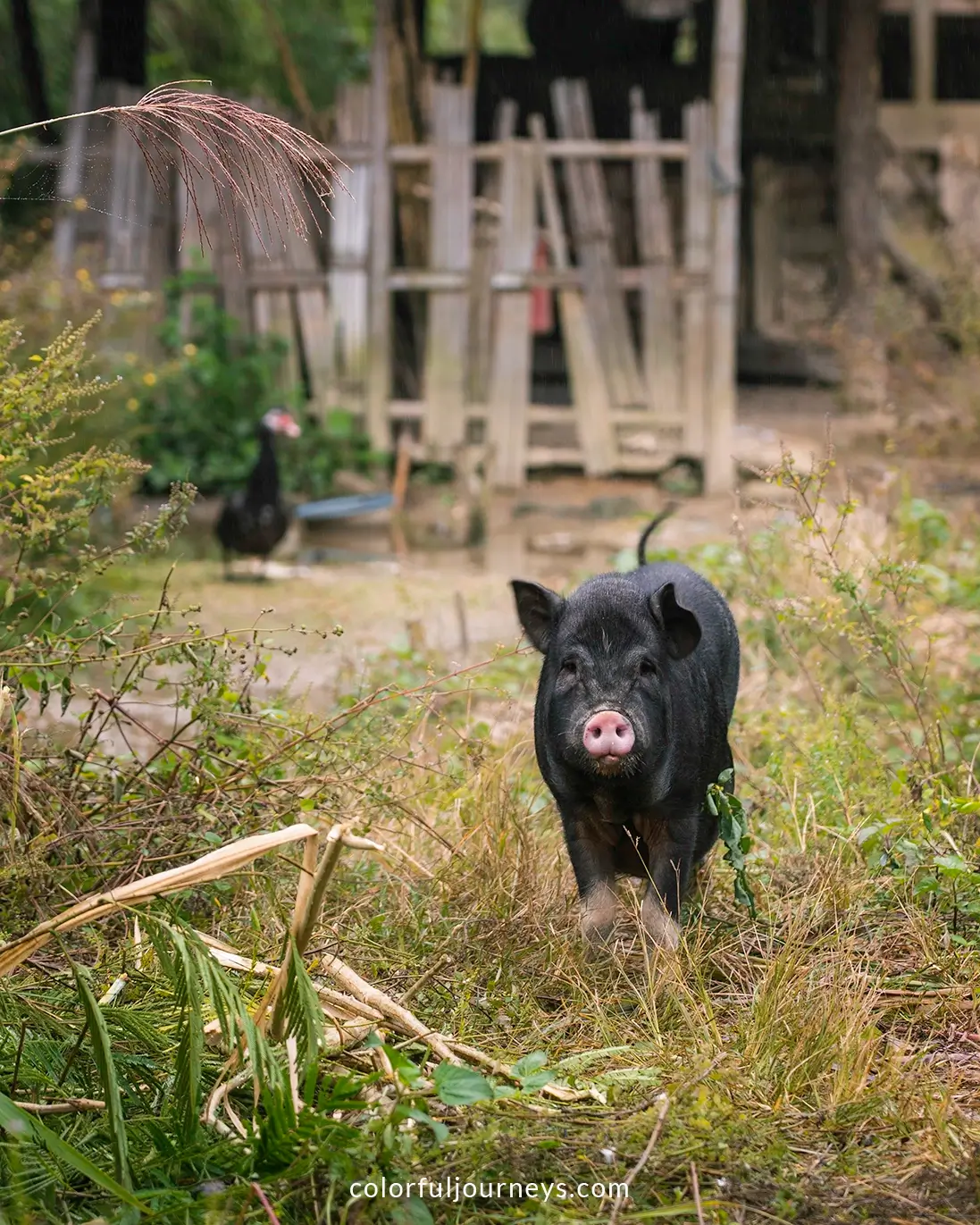A pig roams around Ban Lien Village, Vietnam
