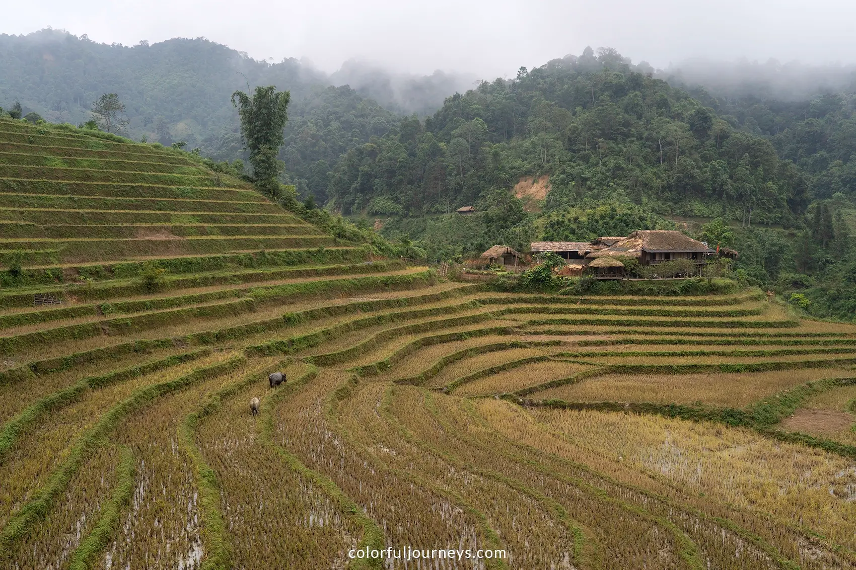 Buffaloes graze in the rice paddies in Ban Lien, Vietnam