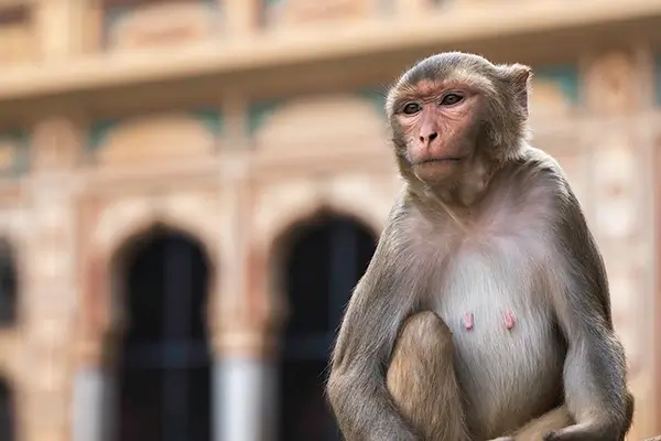 A monkey at Galta Ji n Jaipur, India
