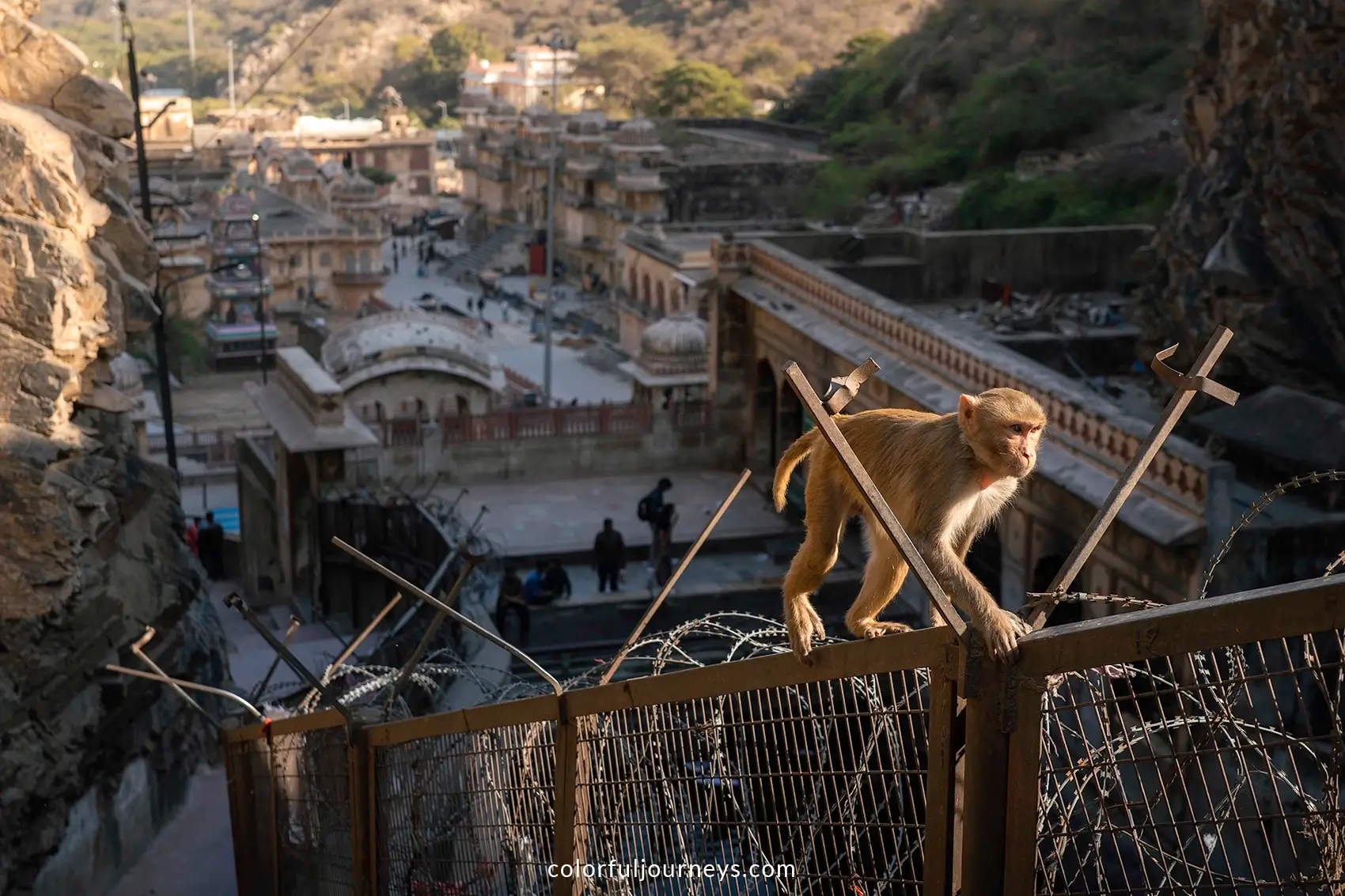 A monkey balances on a fence at Galta Ji, Jaipur