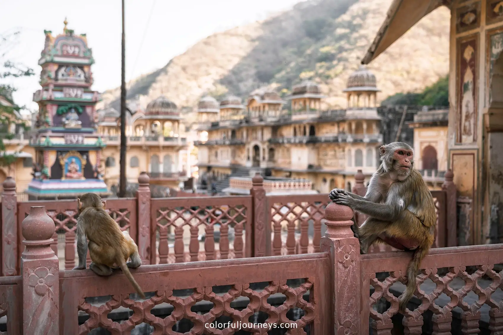 Monkey sit on a fence at Galta Ji n Jaipur, India