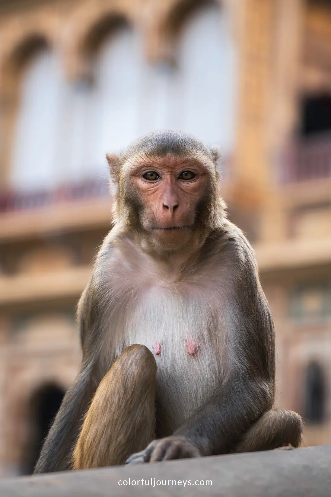 A monkey at Galta Ji n Jaipur, India