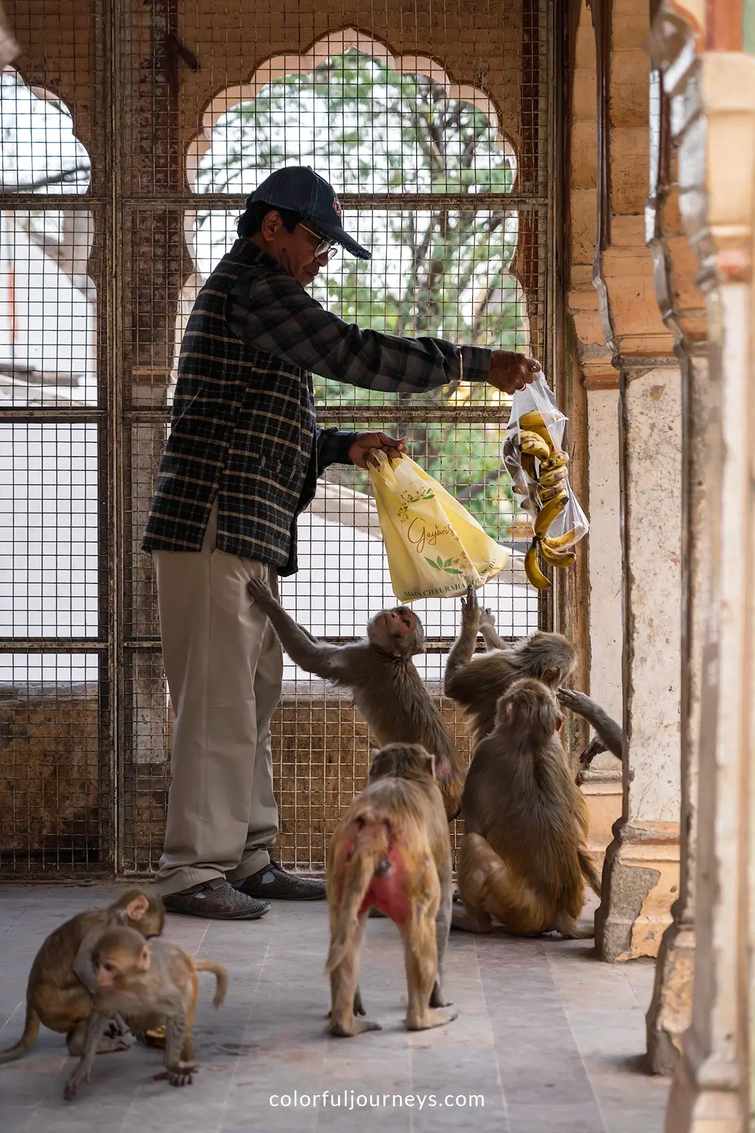 A man feeds monkeys at Galta Ji n Jaipur, India