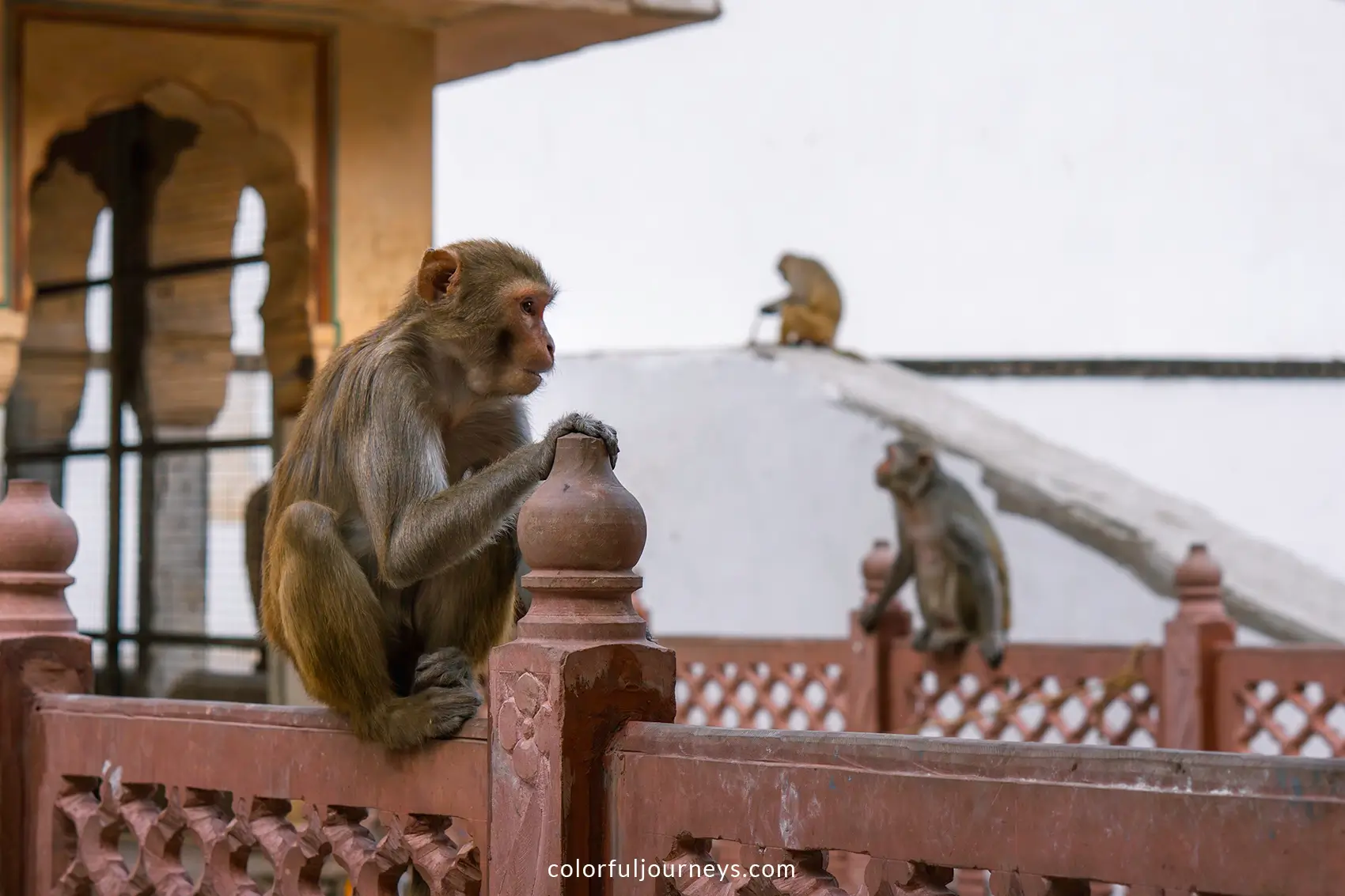 Monkey sit on a fence at Galta Ji n Jaipur, India