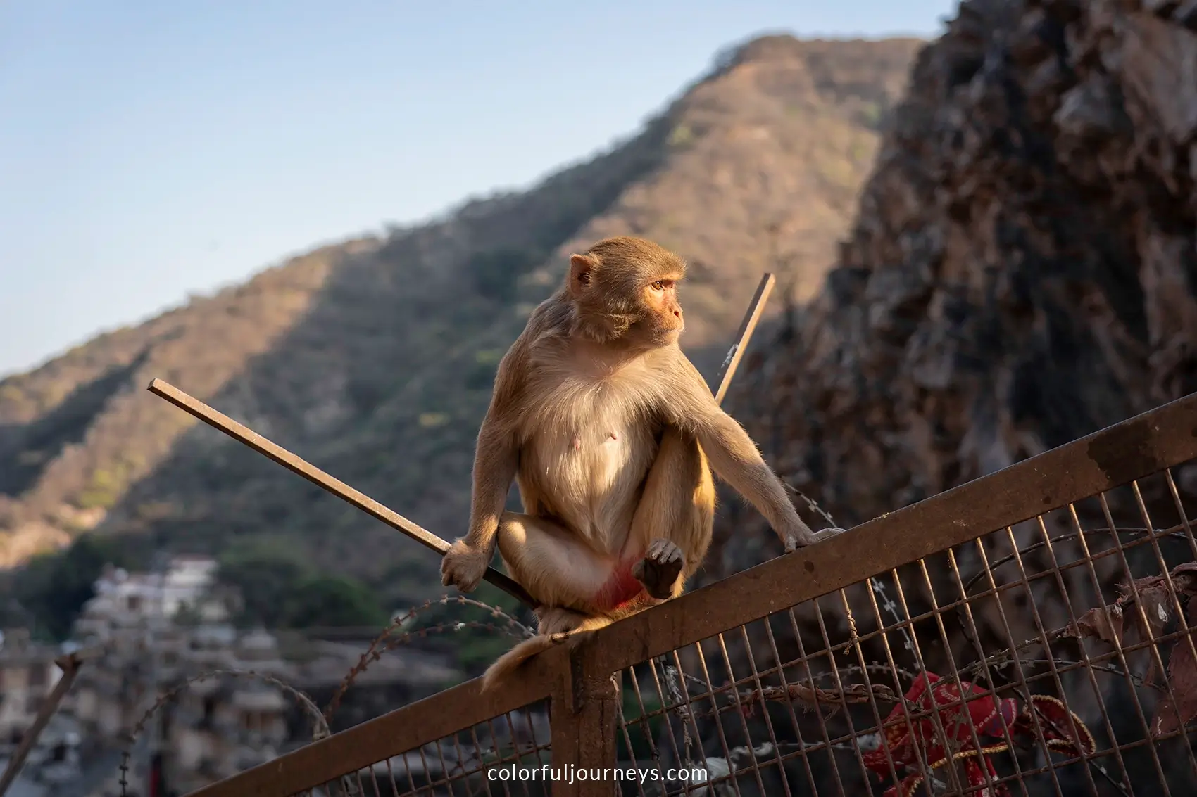 A monkey at Galta Ji n Jaipur, India